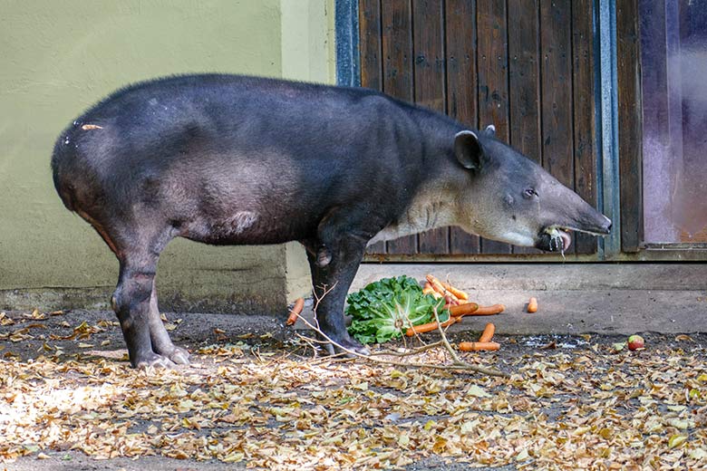 Mittelamerikanisches Tapir-Weibchen SUSANNA am 18. September 2020 auf der Außenanlage am Südamerika-Haus im Wuppertaler Zoo