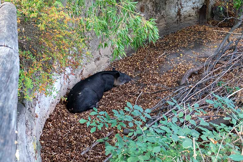 Mittelamerikanisches Tapir-Weibchen SUSANNA am 23. September 2020 auf der Außenanlage am Südamerika-Haus im Grünen Zoo Wuppertal