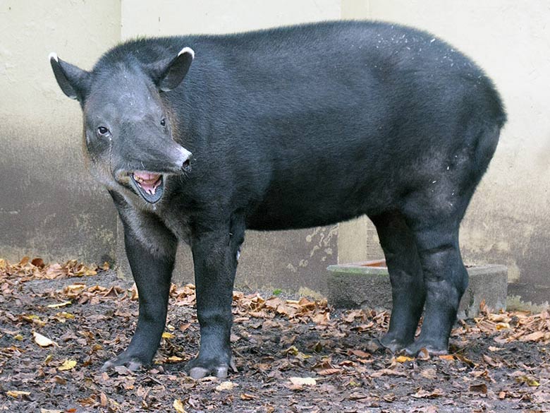 Weiblicher Mittelamerikanischer Tapir SUSANNA am 6. November 2021 auf der Außenanlage am Südamerika-Haus im Grünen Zoo Wuppertal