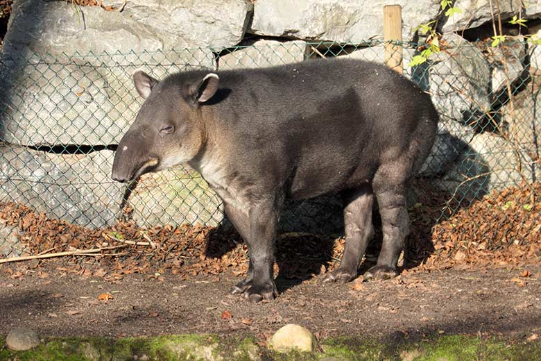 Weiblicher Mittelamerikanischer Tapir SUSANNA am 22. November 2021 auf der Außenanlage am Südamerika-Haus im Zoologischen Garten Wuppertal