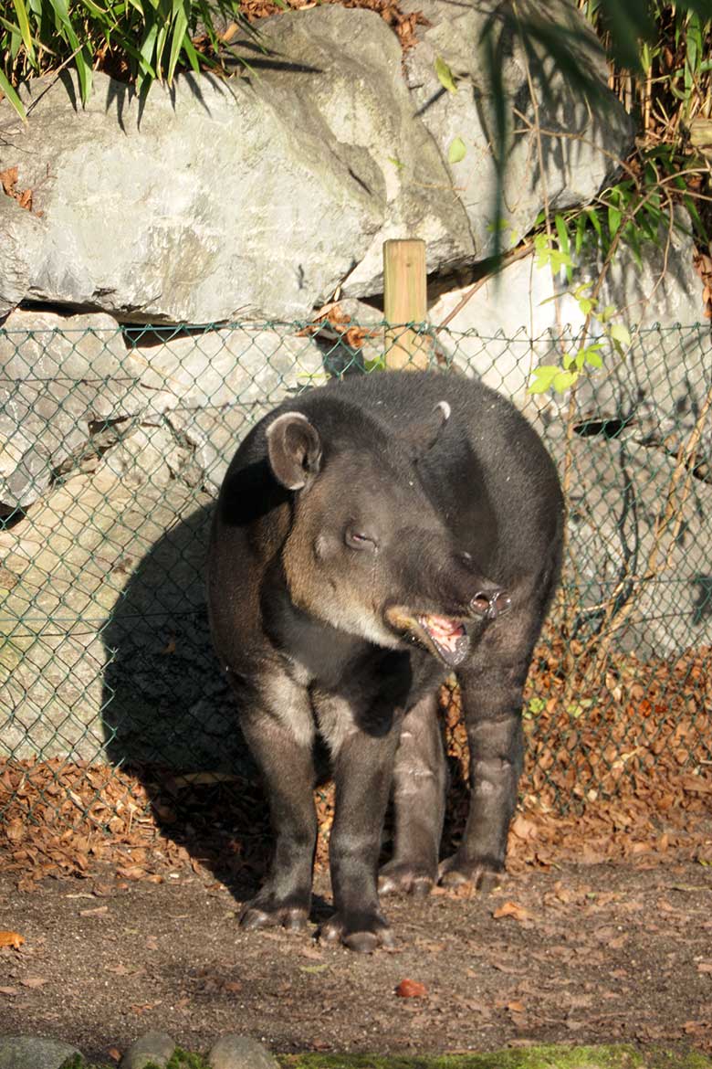 Weiblicher Mittelamerikanischer Tapir SUSANNA am 22. November 2021 auf der Außenanlage am Südamerika-Haus im Zoo Wuppertal