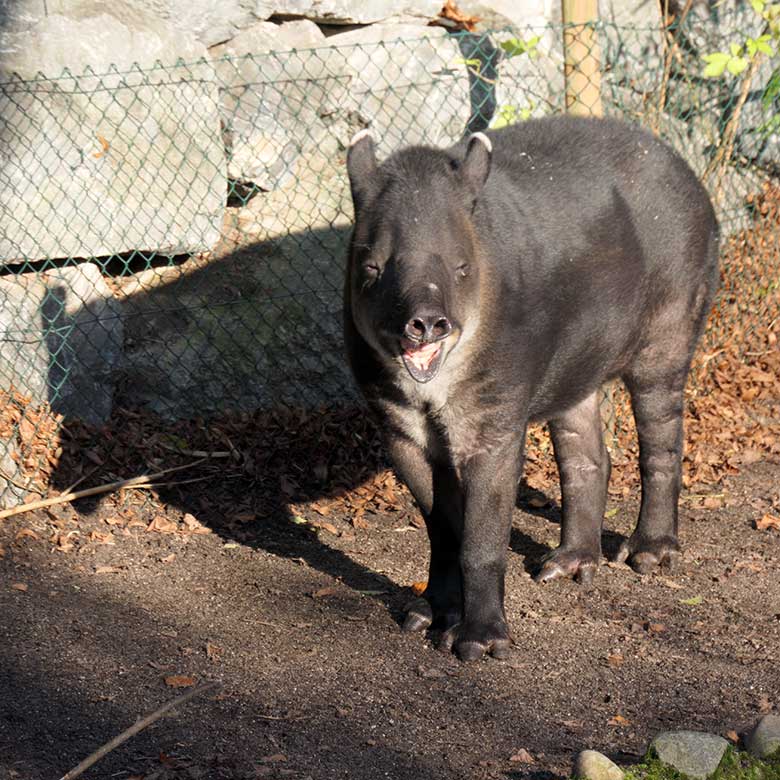 Weiblicher Mittelamerikanischer Tapir SUSANNA am 22. November 2021 auf der Außenanlage am Südamerika-Haus im Wuppertaler Zoo