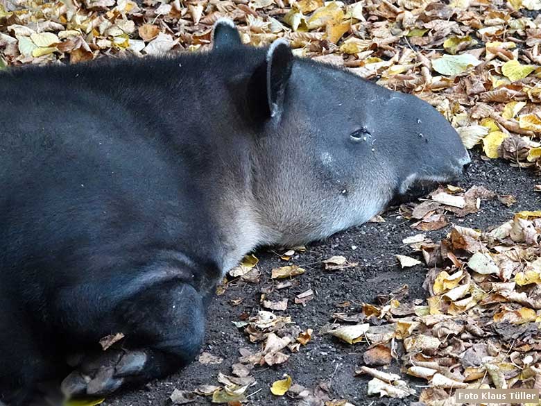 Weiblicher Mittelamerikanischer Tapir SUSANNA am 17. Oktober 2022 auf der Außenanlage am Südamerika-Haus im Grünen Zoo Wuppertal (Foto Klaus Tüller)