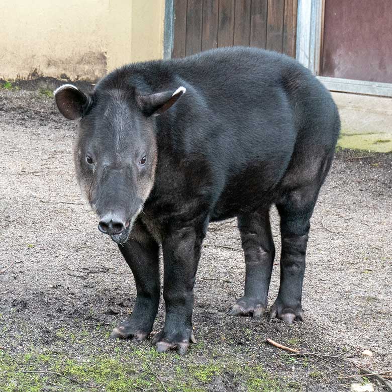 Weiblicher Mittelamerikanischer Tapir SUSANNA am 10. Februar 2024 auf der Außenanlage am Südamerika-Haus im Grünen Zoo Wuppertal