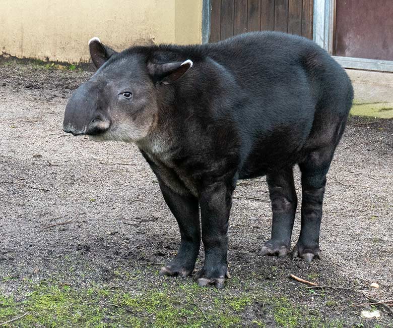 Weiblicher Mittelamerikanischer Tapir SUSANNA am 10. Februar 2024 auf der Außenanlage am Südamerika-Haus im Grünen Zoo Wuppertal