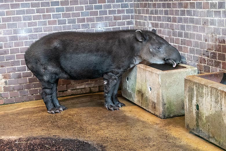 Weiblicher Mittelamerikanischer Tapir SUSANNA am 9. März 2024 im Innengehege im Südamerika-Haus im Zoologischen Garten Wuppertal