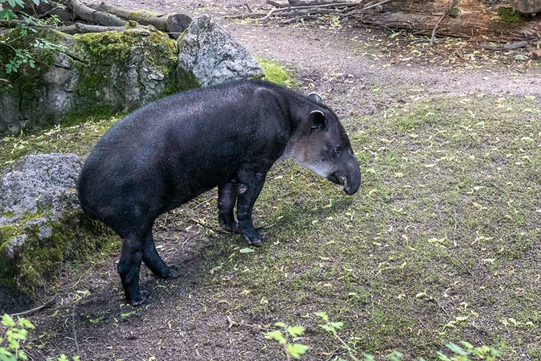 Weiblicher Mittelamerikanischer Tapir SUSANNA am 15. Juni 2024 auf der Außenanlage am Südamerika-Haus im Grünen Zoo Wuppertal