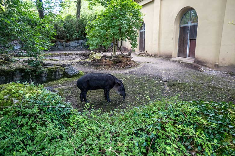 Weiblicher Mittelamerikanischer Tapir SUSANNA am 15. Juni 2024 auf der Außenanlage am Südamerika-Haus im Wuppertaler Zoo
