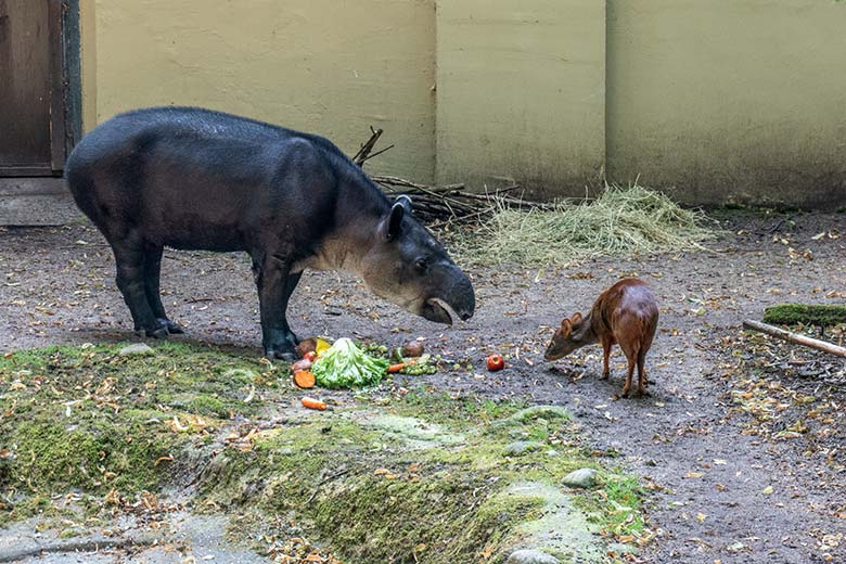 Weiblicher Mittelamerikanischer Tapir SUSANNA am 27. Juni 2024 mit einem weiblichen Südpudu auf der Außenanlage am Südamerika-Haus im Zoologischen Garten Wuppertal