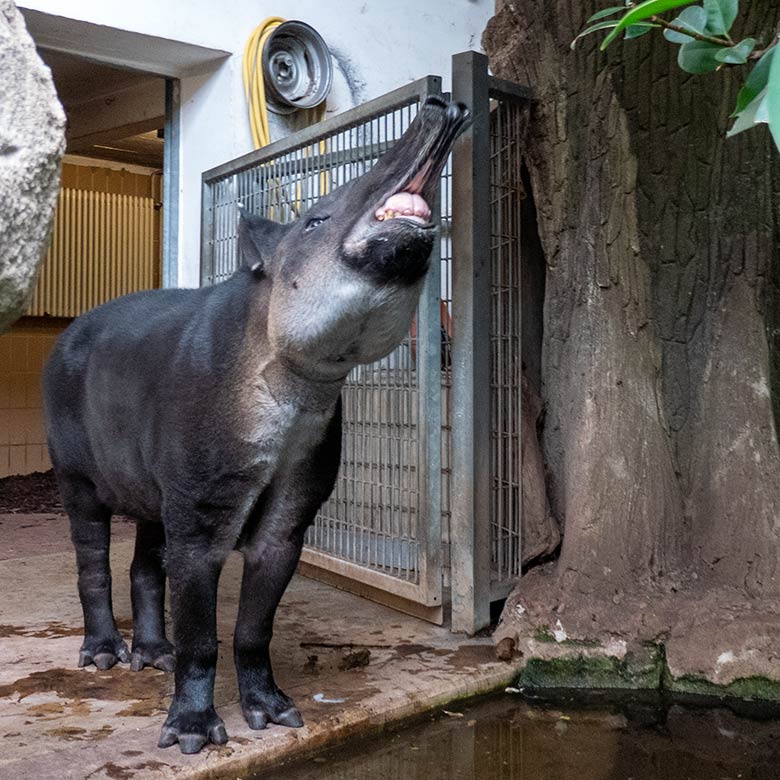 Weiblicher Mittelamerikanischer Tapir SUSANNA am 8. August 2024 im Südamerika-Haus im Wuppertaler Zoo