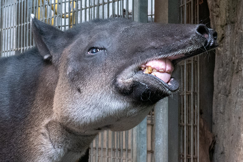 Weiblicher Mittelamerikanischer Tapir SUSANNA am 8. August 2024 im Südamerika-Haus im Zoologischen Garten Wuppertal