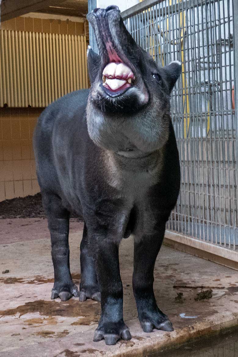 Weiblicher Mittelamerikanischer Tapir SUSANNA am 8. August 2024 im Südamerika-Haus im Zoo Wuppertal