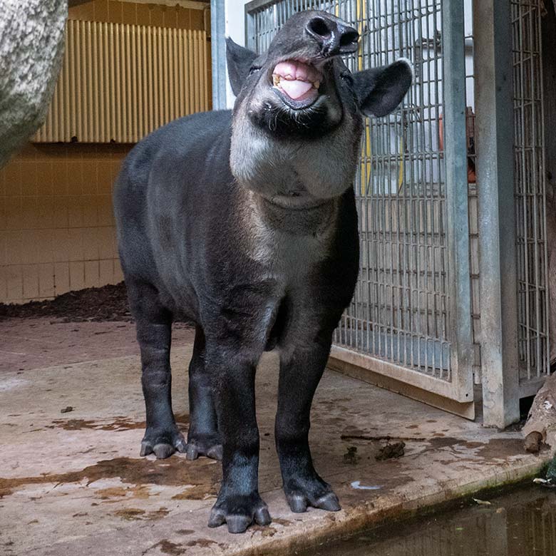 Weiblicher Mittelamerikanischer Tapir SUSANNA am 8. August 2024 im Südamerika-Haus im Grünen Zoo Wuppertal