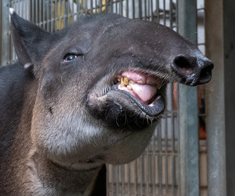 Weiblicher Mittelamerikanischer Tapir SUSANNA am 8. August 2024 im Südamerika-Haus im Wuppertaler Zoo