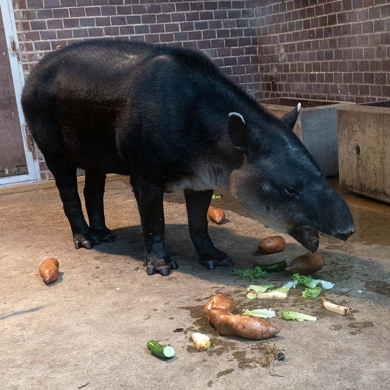 Weiblicher Mittelamerikanischer Tapir SUSANNA am 10. August 2024 im Südamerika-Haus im Zoologischen Garten der Stadt Wuppertal