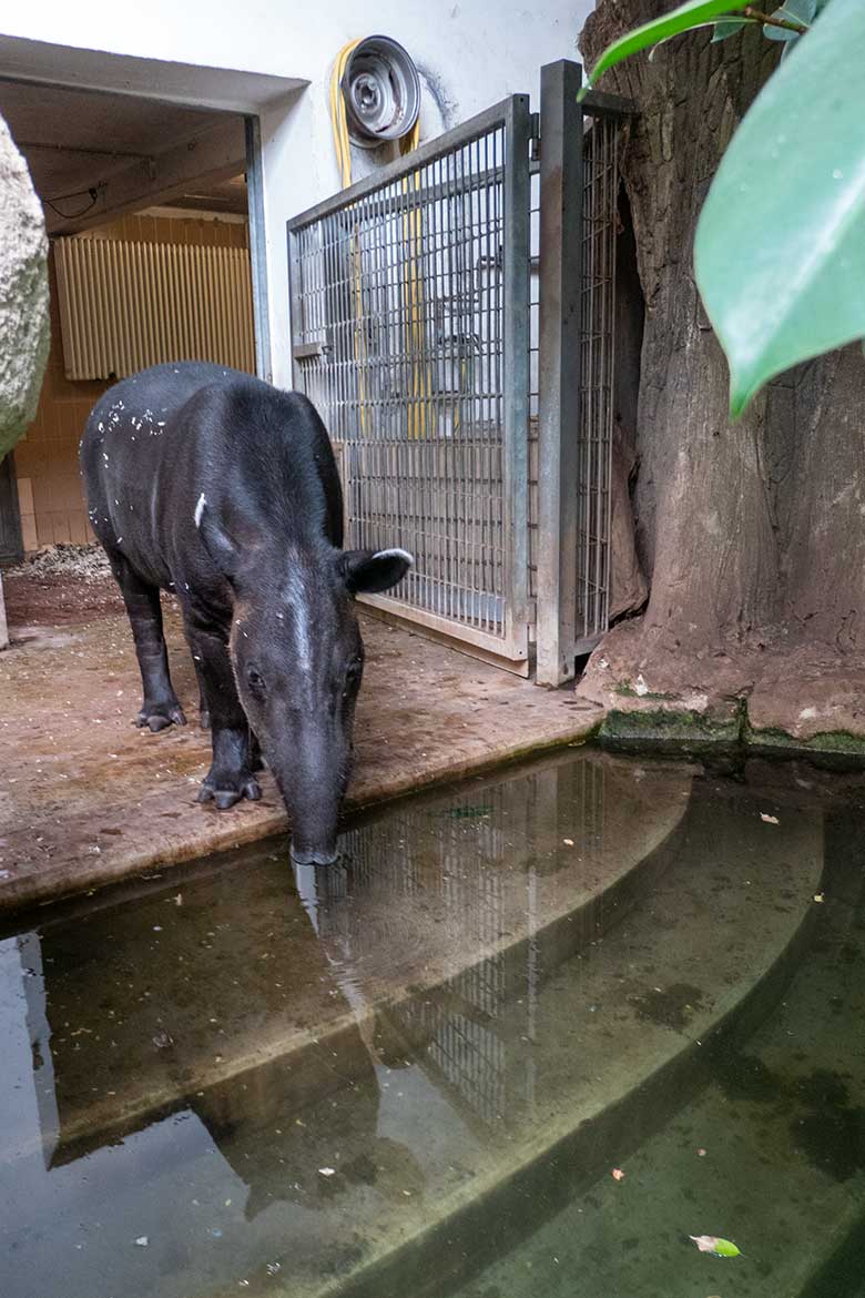 Weiblicher Mittelamerikanischer Tapir SUSANNA am 13. August 2024 im Südamerika-Haus im Grünen Zoo Wuppertal