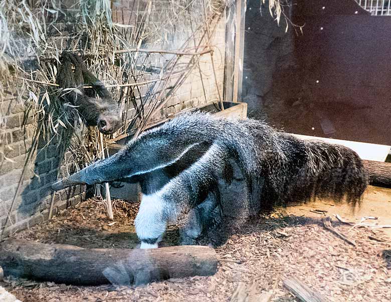 Große Ameisenbärin CHIQUITA mit Zweifingerfaultier am 14. Januar 2018 im Südamerikahaus im Grünen Zoo Wuppertal