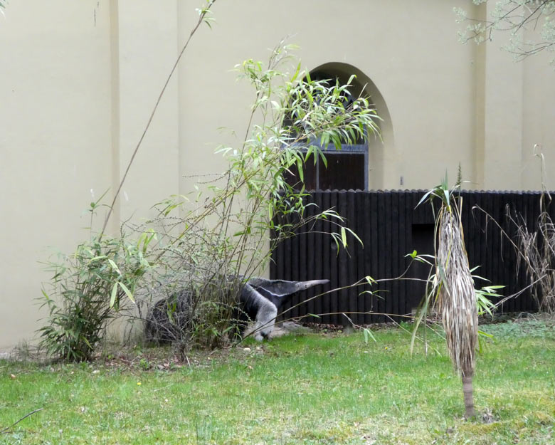 Große Ameisenbärin CHIQUITA am 13. April 2018 auf der Außenanlage im Wuppertaler Zoo