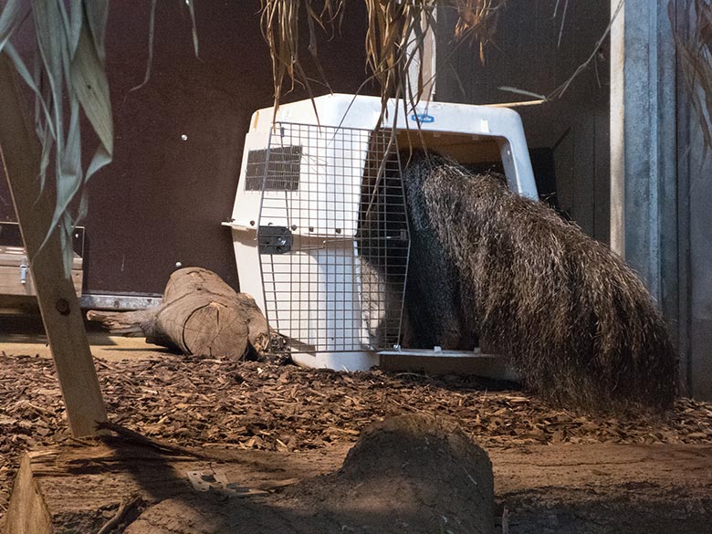 Große Ameisenbärin CHIQUITA am 14. Juli 2019 beim Kistentraining im Südamerika-Haus im Zoo Wuppertal