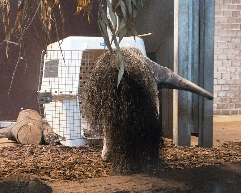 Große Ameisenbärin CHIQUITA am 14. Juli 2019 beim Kistentraining im Südamerika-Haus im Zoologischen Garten Wuppertal
