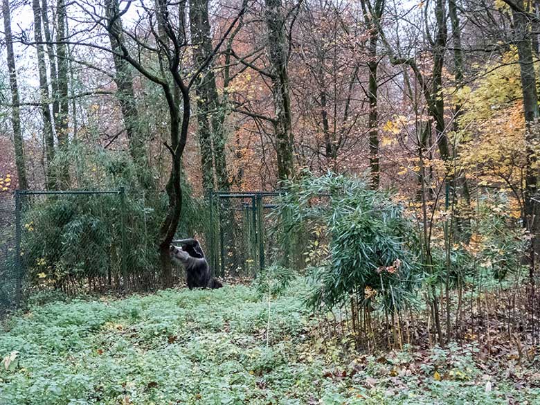 Große Ameisenbärin CHIQUITA am 26. November 2019 auf der Außenanlage im Zoo Wuppertal