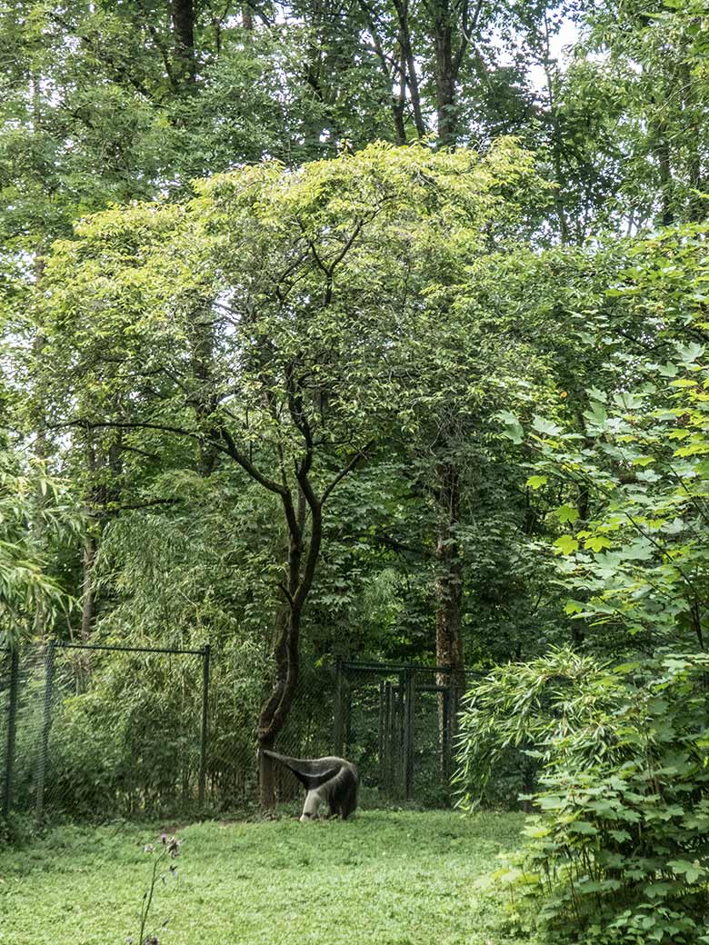 Große Ameisenbärin CHIQUITA am 19. Juli 2020 auf der Außenanlage im Grünen Zoo Wuppertal