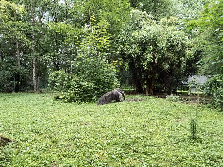 Große Ameisenbärin CHIQUITA am 19. Juli 2020 auf der Außenanlage im Grünen Zoo Wuppertal