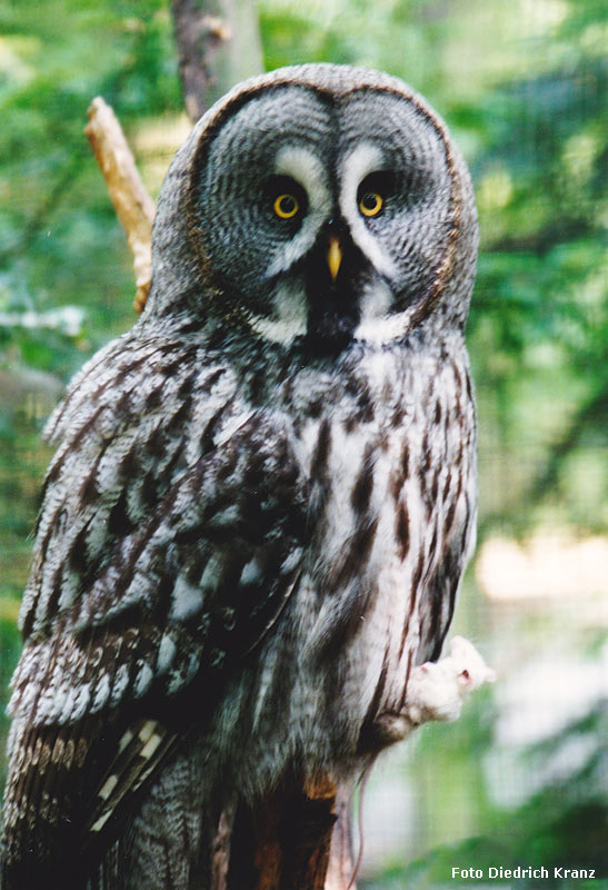 Bartkauz im Juni 1996 im Zoologischen Garten der Stadt Wuppertal (Foto Diedrich Kranz)