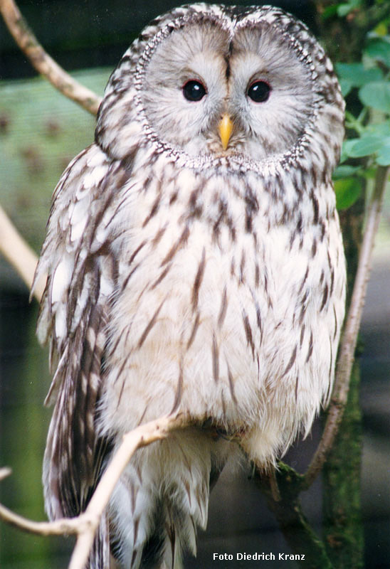 Habichtskauz im Juni 1996 im Zoo Wuppertal (Foto Diedrich Kranz)