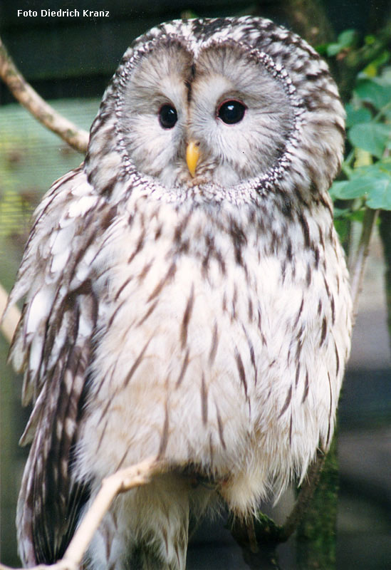 Habichtskauz im Juni 1996 im Zoologischen Garten der Stadt Wuppertal (Foto Diedrich Kranz)