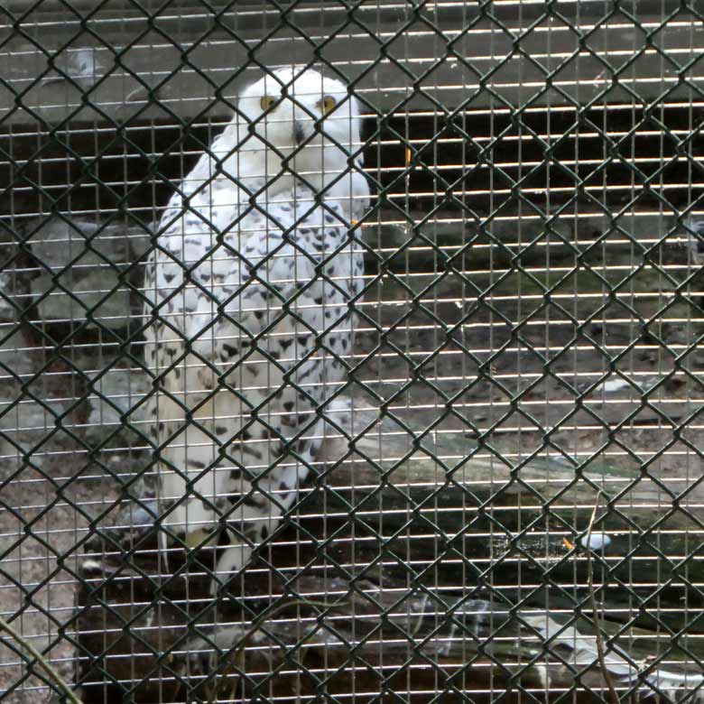 Schnee-Eulen-Weibchen am 26. Juli 2017 im Grünen Zoo Wuppertal