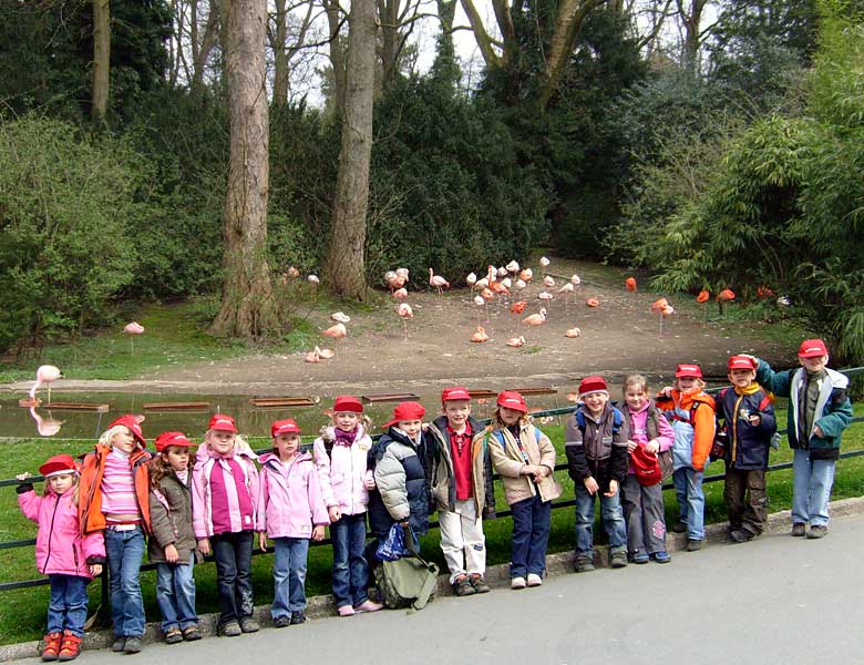 Flamingos im Zoologischen Garten Wuppertal im April 2008