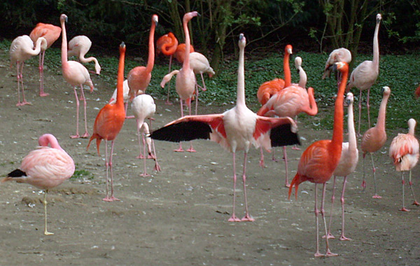 Flamingos im Wuppertaler Zoo im April 2008