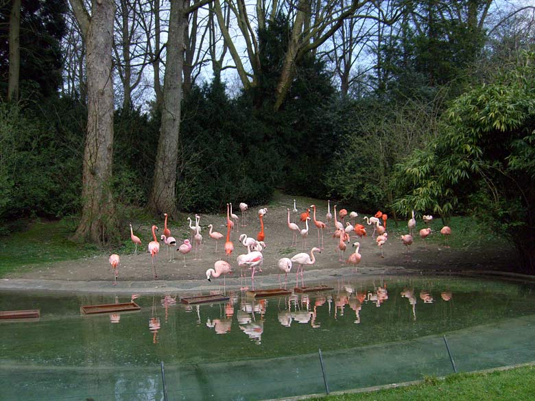 Flamingos im Zoologischen Garten Wuppertal im April 2008