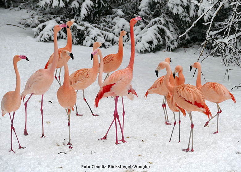 Flamingos am 24. Januar 2015 auf der Außenanlage im Grünen Zoo Wuppertal (Foto Claudia Böckstiegel-Wengler)