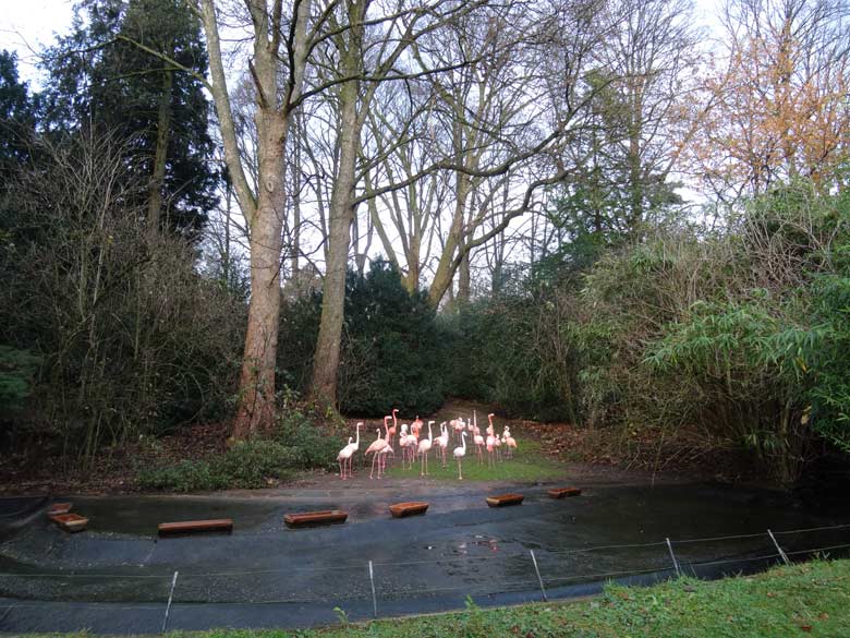 Flamingos am 23. November 2016 im Zoologischen Garten der Stadt Wuppertal