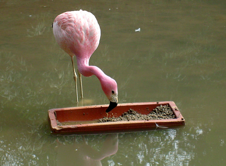 Andenflamingo im Zoo Wuppertal im April 2008