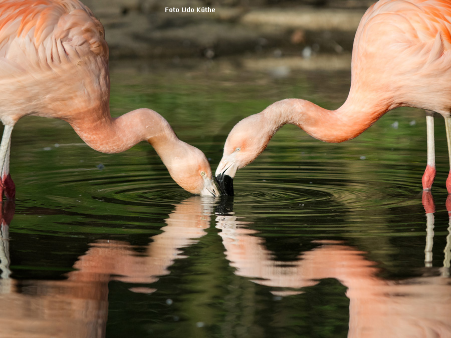 Chile-Flamingo im Zoologischen Garten Wuppertal im März 2014 (Foto Udo Küthe)