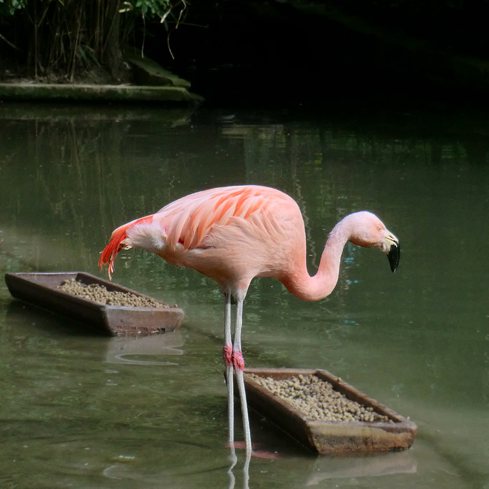 Chile-Flamingo im Wuppertaler Zoo im März 2014