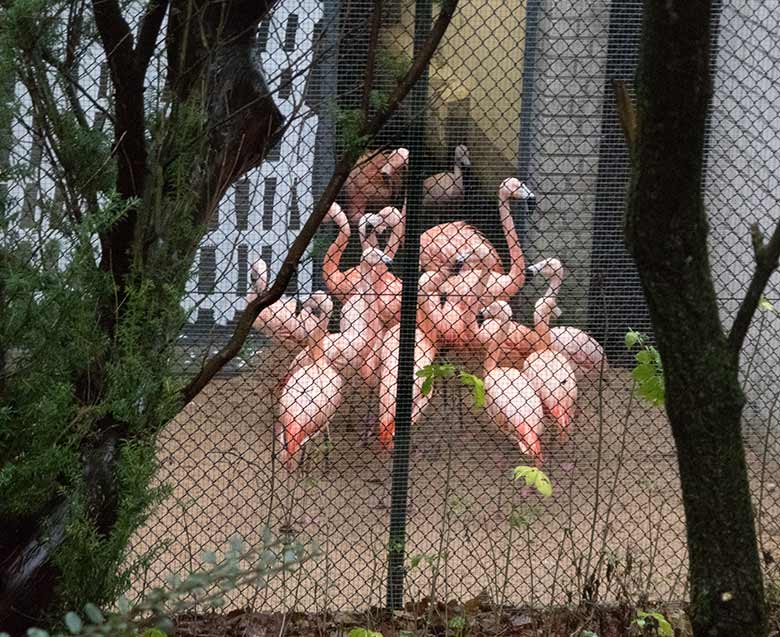 Chile-Flamingos am 9. Januar 2020 auf der Außenanlage am Überwinterungshaus neben dem historischen Gebäude der Zoodirektion im Grünen Zoo Wuppertal