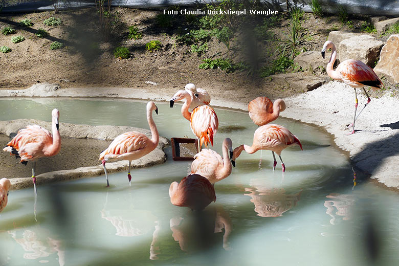 Chile-Flamingos am 14. Mai 2020 in der begehbaren Freiflugvoliere ARALANDIA im Grünen Zoo Wuppertal (Foto Claudia Böckstiegel-Wengler)