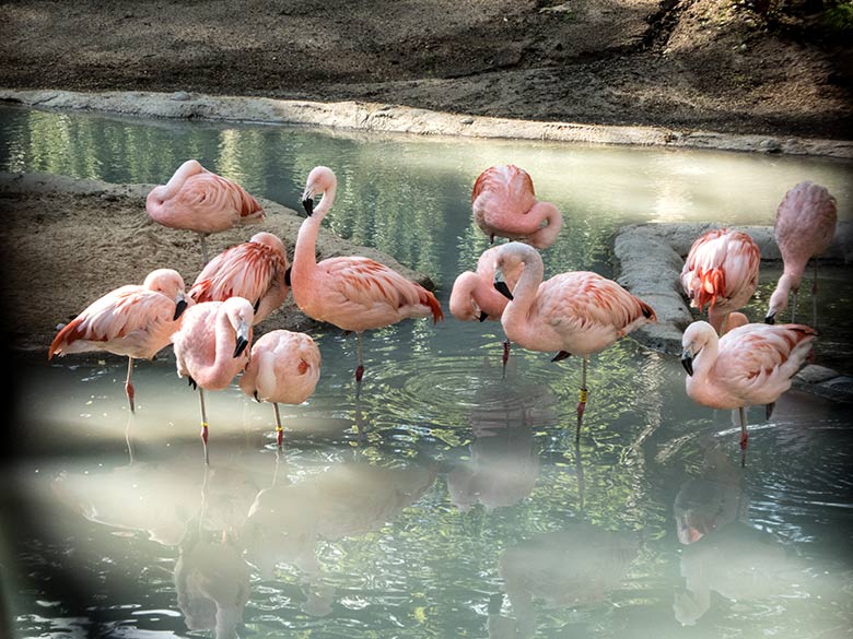 Chile-Flamingos am 15. Mai 2020 im Wasser der neuen Freiflugvoliere ARALANDIA im Grünen Zoo Wuppertal