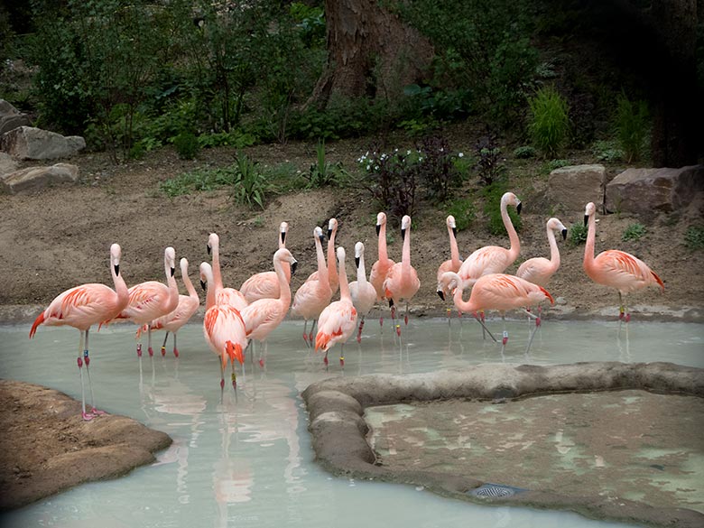 Achtzehn Chile-Flamingos am 20. Mai 2020 im Wasser der neuen Freiflugvoliere ARALANDIA im Wuppertaler Zoo
