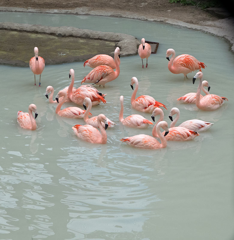 Achtzehn Chile-Flamingos am 20. Mai 2020 im Wasser der neuen Freiflugvoliere ARALANDIA im Zoologischen Garten Wuppertal