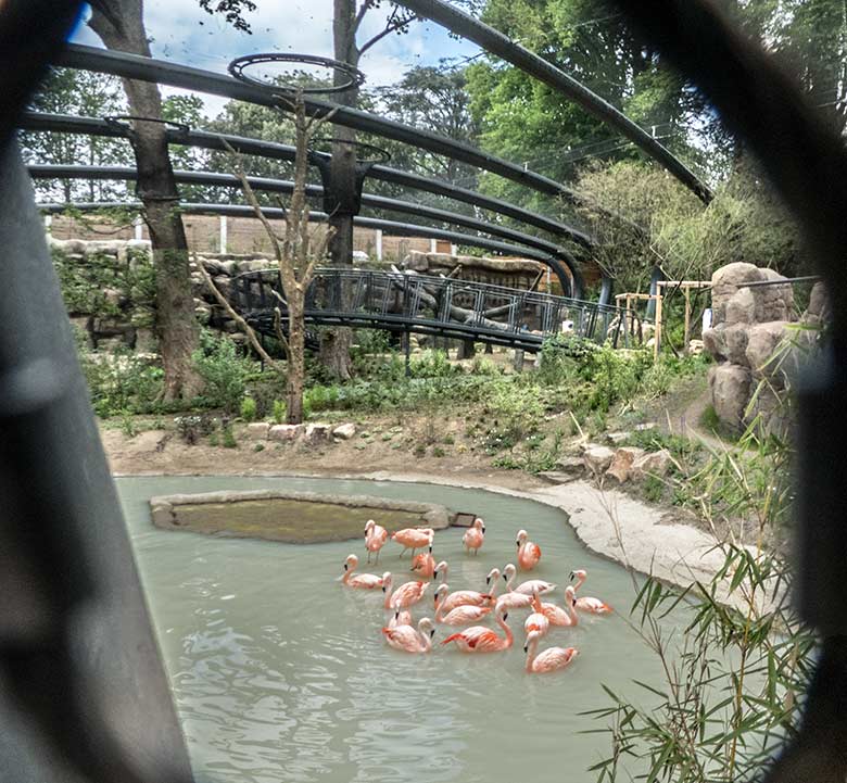 Achtzehn Chile-Flamingos am 20. Mai 2020 im Wasser der neuen Freiflugvoliere ARALANDIA im Grünen Zoo Wuppertal