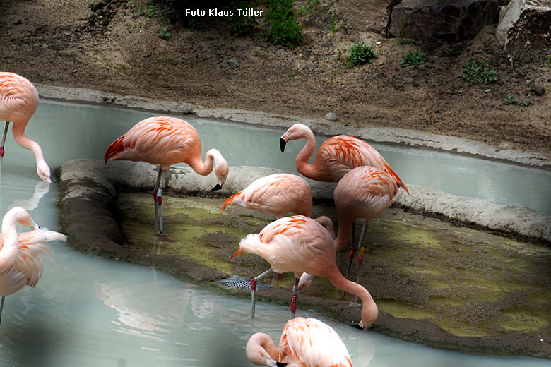 Chile-Flamingos am 20. Mai 2020 in der neuen Freiflugvoliere ARALANDIA im Grünen Zoo Wuppertal (Foto Klaus Tüller)