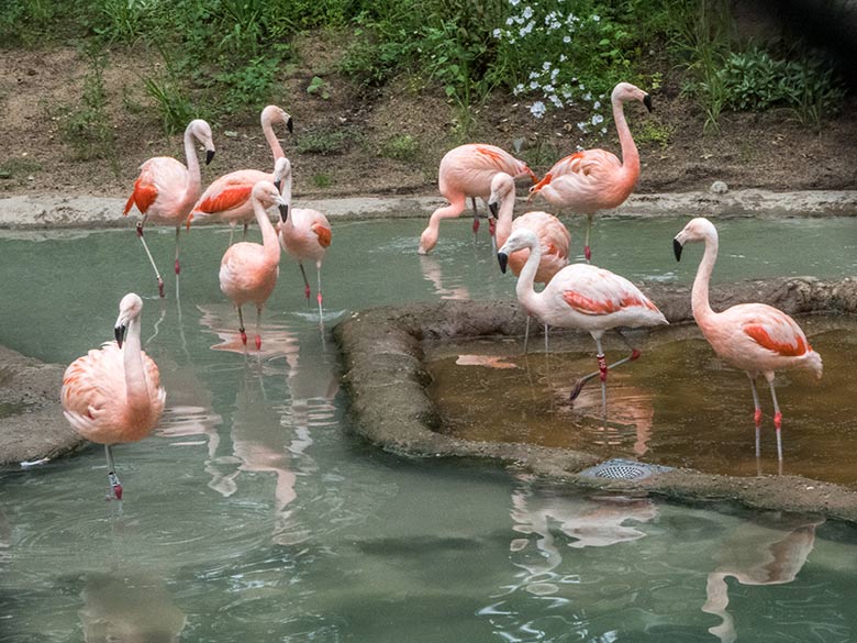 Chile-Flamingos am 4. Juli 2020 in der Freiflugvoliere ARALANDIA im Grünen Zoo Wuppertal