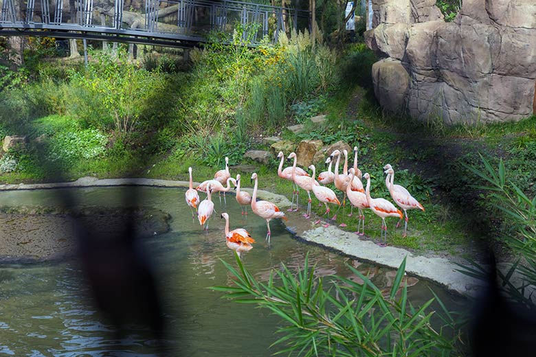 Blick durch das Stahl-Netz auf die derzeit achtzehn Chile-Flamingos am 13. Oktober 2020 in der Freiflug-Voliere ARALANDIA im Grünen Zoo Wuppertal