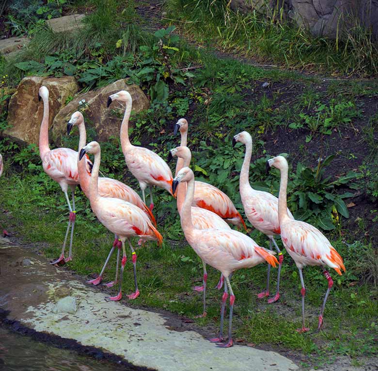 Chile-Flamingos am 13. Oktober 2020 in der Freiflug-Voliere ARALANDIA im Zoologischen Garten Wuppertal