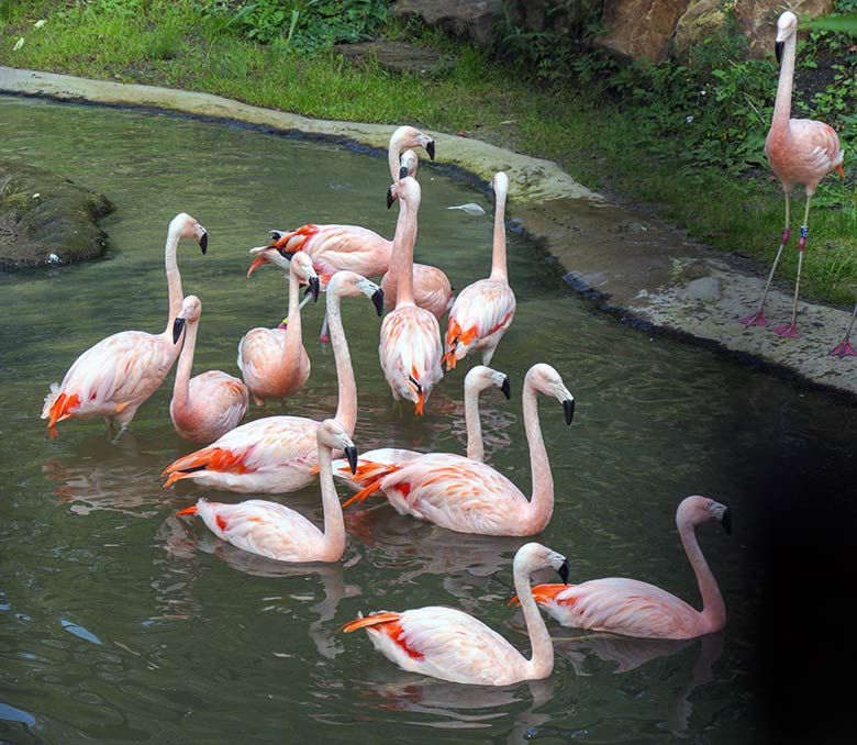 Chile-Flamingos am 13. Oktober 2020 in der Freiflug-Voliere ARALANDIA im Zoo Wuppertal